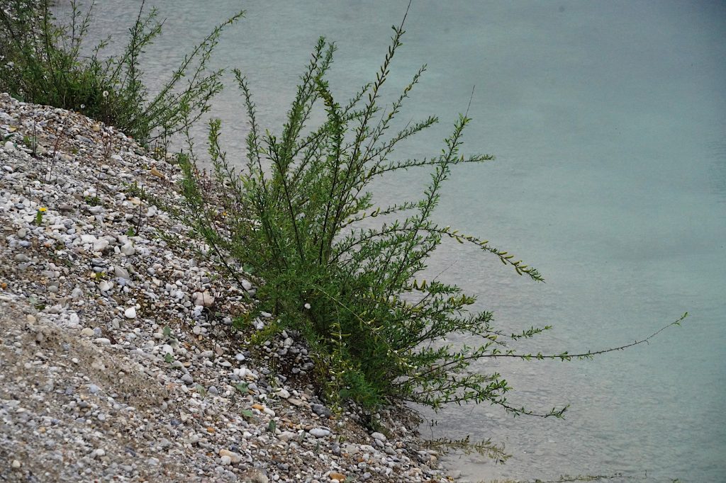 Ruderalpflanzen am Ufer